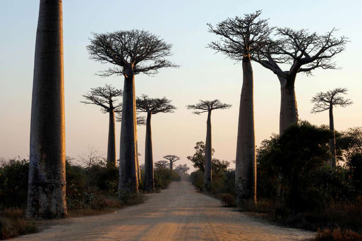 وائد-زيت-الباوباب-للبشرة-Baobab-oil