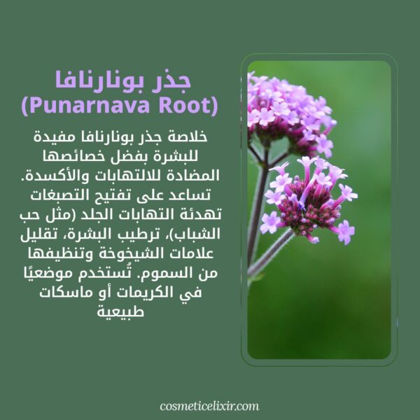 ما-هي-جذر-بونارنافا-المستخدمة-في-سيروم-معالجة-بقع-و-عيوب-البشرة