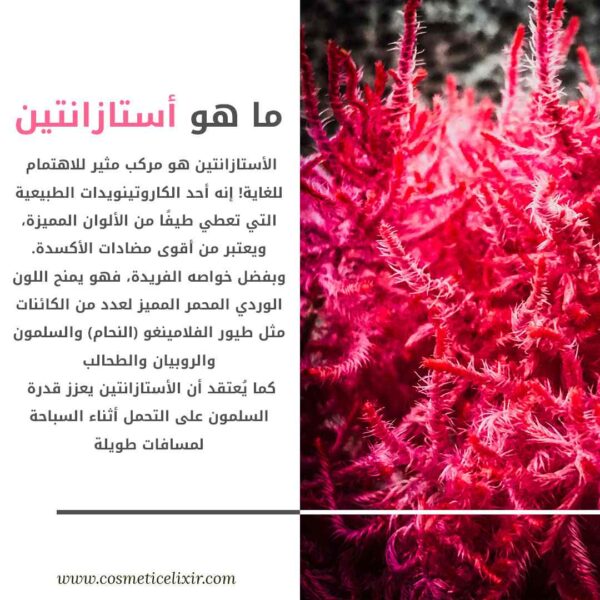 ماهو أستازانتين